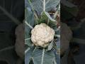 In Which Month Is The Cultivation Of Cabbage Done Easily In Which Month Is The Cultivation Of Ca