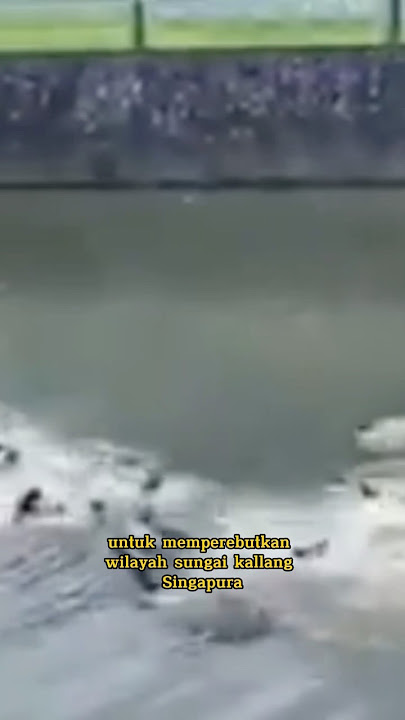 Berang-berang tawuran di Singapura