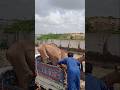 محاولة إدخال الجمل في العربة والجمل يرفض بعناد 