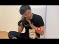 子猫の前でゴリラのぬいぐるみを本気で可愛がったらめっちゃキれたw(マンチカン)