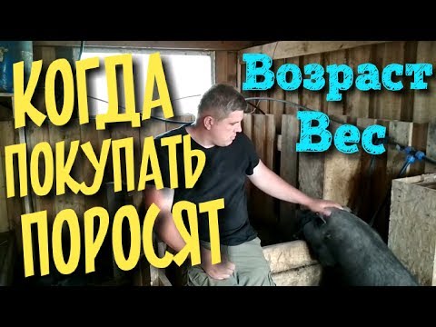 Когда покупать вьетнамского поросёнка? Возраст. Вес. / Вьетнамские свиньи