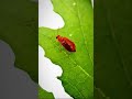 Insects.🕷️🐜🦗🦠🐞#shortsfeed #foryou #share #insects #beetles #harmful #wildlife #youtubeshorts #viral