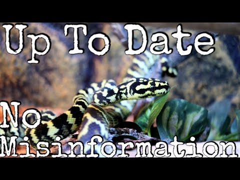 Carpet Python Care Guide 2021 - YouTube