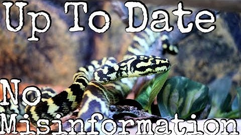 Carpet Python Care Guide 2021