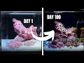 My First Reef Aquarium Journey: 100 Days of Growth & Challenges 🌊