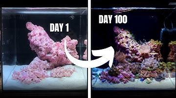 My First Ever REEF AQUARIUM! Day 1 to 100