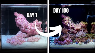 My First Ever REEF AQUARIUM! Day 1 to 100
