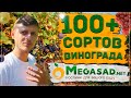 ЛУЧШИЕ СОРТА ВИНОГРАДА СОБРАНЫ В МЕГАСАД! Дегустируем урожай нашего ПИТОМНИКА! КЛУБНИЧКА НА ЗАКУСКУ)