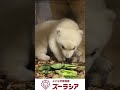 【ズーラシア公式】ホッキョクグマの赤ちゃん 2月2日(76日齢)~2月3日(77日齢)の様子 #shorts