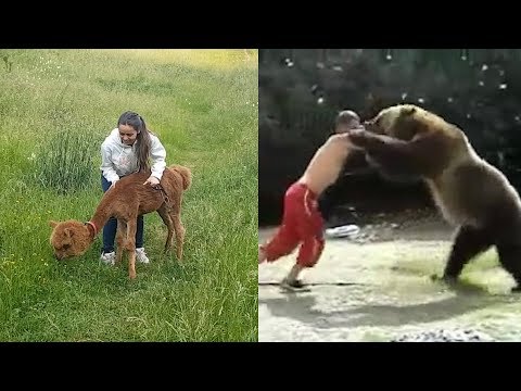 Funniest Playful Animals | Funny Pet Videos 2020