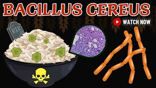 Bacillus Cereus: Spore That Could Kill You | Animated Microbiology Comprehensive Overview