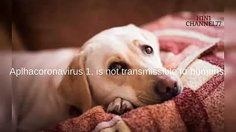 Dog Coronavirus   Symptoms and Treatment