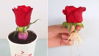 How to grow rose from Onion at home easy method | garden of diversity