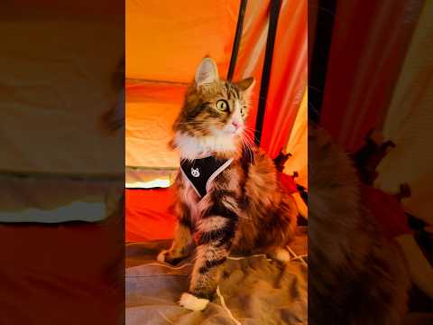 #catsofyoutube #cat #funnyanimal