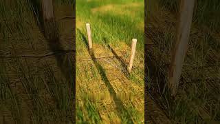 factverse_0.0"Lost in the woods? Do this immediately!#SurvivalHacks