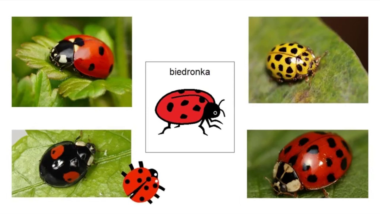 MIESZKAŃCY ŁĄKI PCS