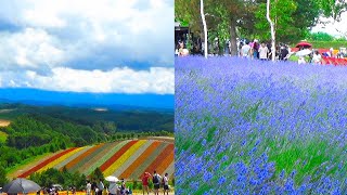 The flower and lavender fields of Hokkaido Japan - Shikisai no Oka & Farm Tomita @SebCam33