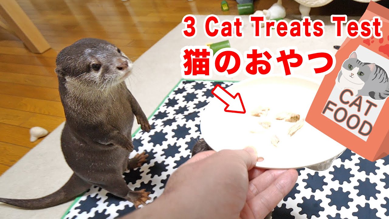 猫と犬のおやつ カワウソビンゴとベルにあげてみる Otter Bingo Belle Trying 3 New Snacks Youtube 猫と犬のおやつ カワウソビンゴとベルにあげてみる Otter Bingo Belle Trying 3 New Snacks Youtube
