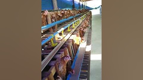 Xyaum tu qaib nteg qe nawb.