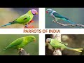 Parrots of India 🦜 🇮🇳 | Parakeets | Birds | Indian Birds