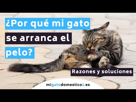 Video: ¿Por qué mi gato se quita el pelo?