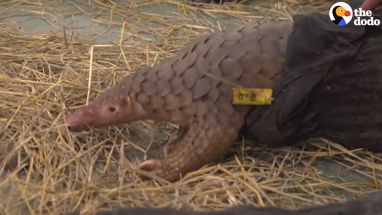 Pangolins Saved From Being Smuggled In Vans | The Dodo
