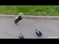 Two crows make and watch cats fight