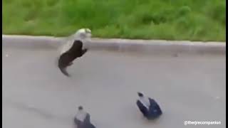 Two crows make and watch cats fight.