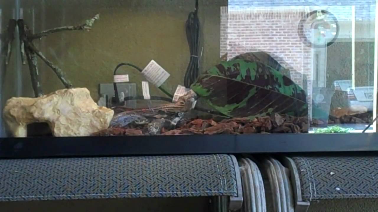 romantheskater corn snake about to shed i think