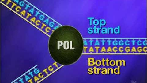 Mismatch Repair -- HHMI BioInteractive Video