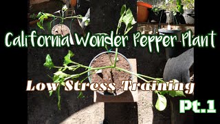 California Wonder Pepper Plant||Low Stress Training Pt1