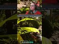 5/2/26 "for three weeks...." | #pepp3rpotts on #Twitch #ArkSurvivalAscended #TheIsland #Community