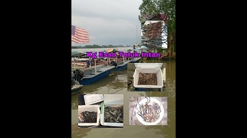 MEMANCING UDANG GALAH DI KG ESSO TELUK INTAN PERAK (short video)
