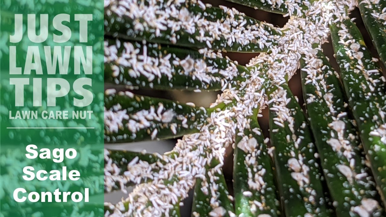 Garden Q&A: White spots on sago palm are scale insects -- and they can kill  the plant