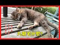 日劇追劇、歐美小黃遊推薦—九龍宅什麼?