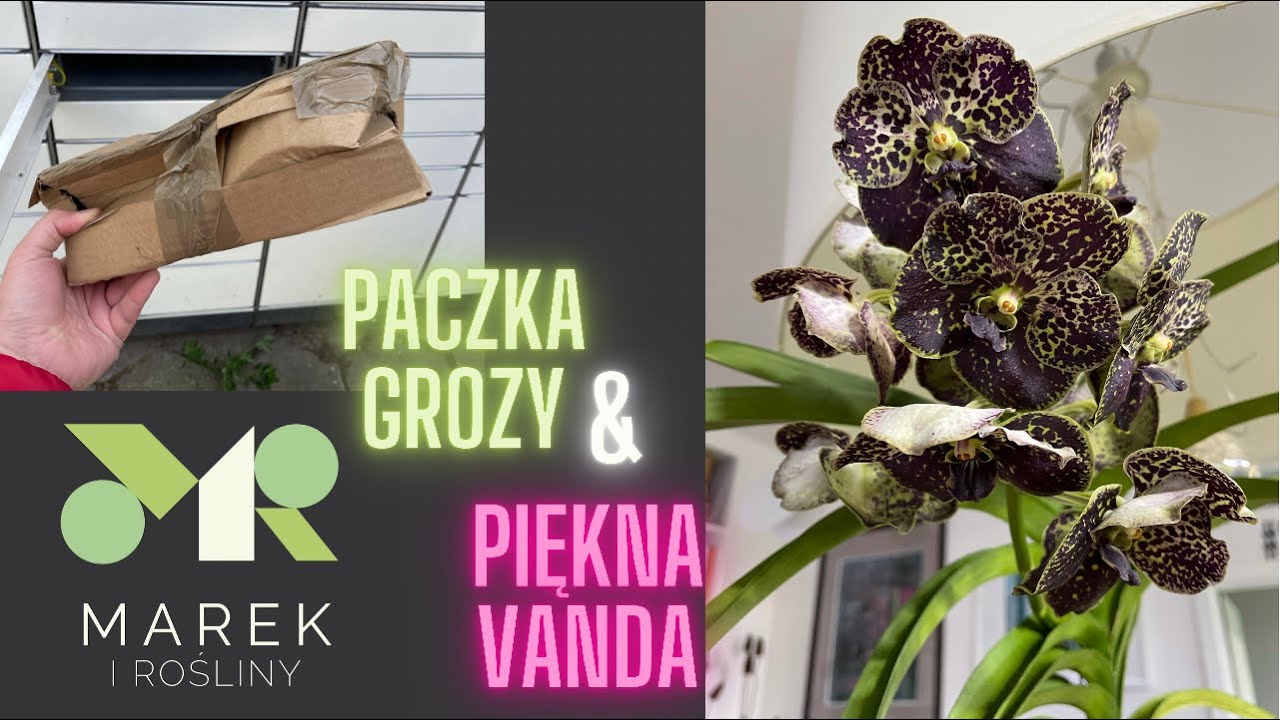 Zmasakrowana paczka i piękny storczyk Vanda. Oglądaj bez dzieci😅