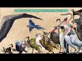 Birds size comparison  living and extinct