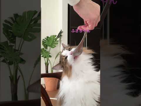 ふさちゃんの朝食#shorts #ノルウェージャンフォレストキャット #cat #猫のいる暮らし #猫 #pets