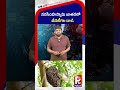 నరసింహస్వామి జాతరలో తేనెటీగల దా*డి | Chaos at Jatara: Bee Attack Creates Panic Among Devotees