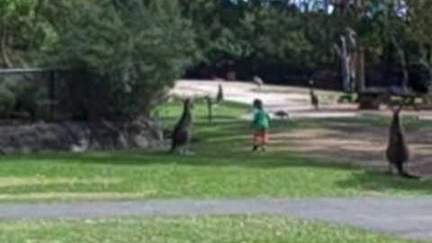 Kangaroos Gosford, Australia   REPTILE PARK