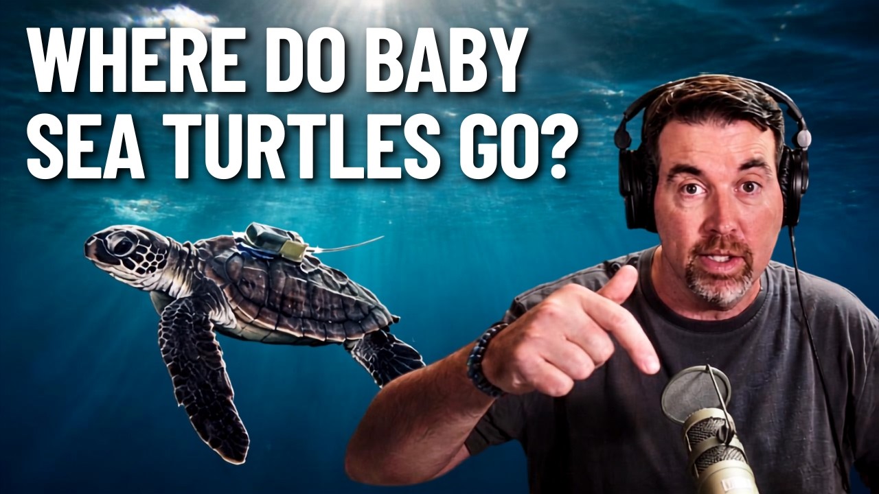 Sea Turtles' 'Lost Years' Aren't Actually Lost