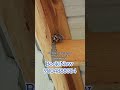 Wood pest control