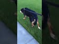 Roxy - Bilateral Recovery Video