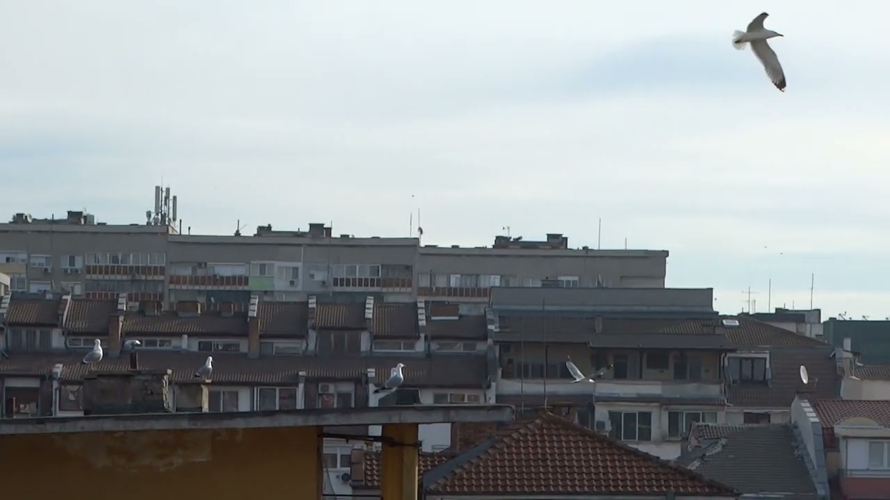 ПРИТЧА ЗА ГЛАРУСИТЕ И ЗА ПРЕДАТЕЛИТЕ - ГОВОРЪТ ЗАПОЧВА КЪМ СРЕДАТА НА ВИДЕО-МАТЕРИАЛА.