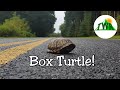 Box Turtles: Everything You Need To Know!