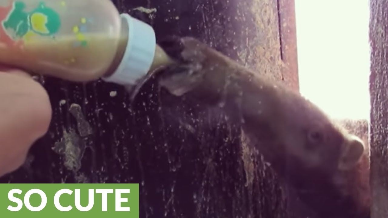 Rescued baby Giant Anteater is a messy eater!