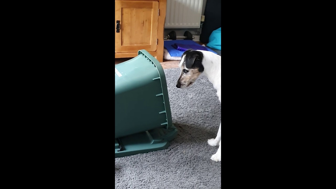 Dog v Wheelie Bin YouTube