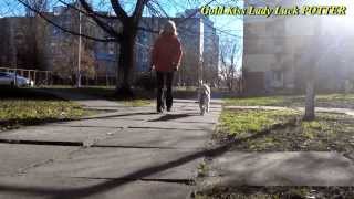 Золотистый ретривер GOLD KISS LADY LUCK POTTER. Золотистый ретривер GOLD KISS LADY LUCK POTTER.