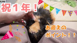 モルモットをこれから飼う人に伝えたいこと【祝１周年】　Anyone who keeps pets must have a breeding book.