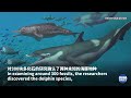 Prehistoric dolphin species discovered in Switzerland